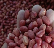 Sâmburi de arahide cu piele roșie naturală 100% de bună calitate