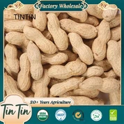 Preț scăzut, calitate remarcabilă și cel mai bun preț Arahide prăjite chinezești în coajă