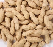 Vânz cu ridicata alune prăjite chinezești de înaltă calitate în coajă